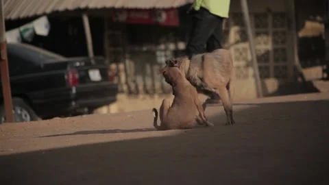 TWO DOGS FIGHTING Video stock 140132559