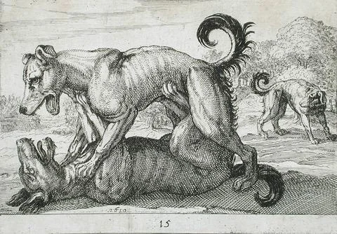 Two Dogs Fighting. Hendrik Hondius I (Flanders, Duffel, 1573-circa 1649)Ant.. Stock Illustration