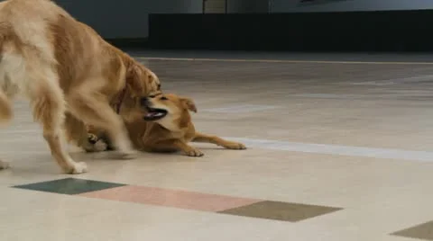 Two dogs 動画素材 12009455