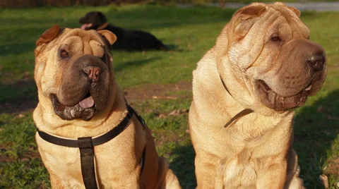 Two dogs Video stock 38310394