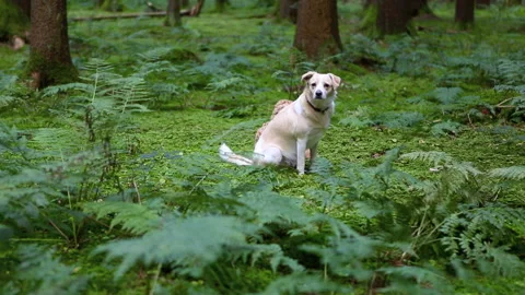 Two dogs in the forest, high definition clip Stock Footage 242032366
