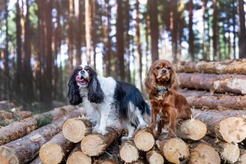 Two dogs in the forest Stock Photos