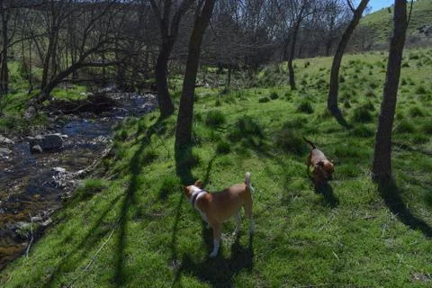 Two dogs in the forest with a river Stock Photos
