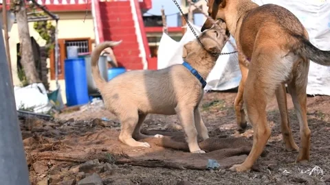 Two dogs funny and cute fight Stock Footage 151431081