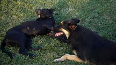 Two dogs on the grass in slow motion. Stock Footage 135756528