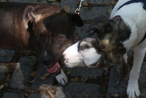 Two dogs greet each other Stock Photos