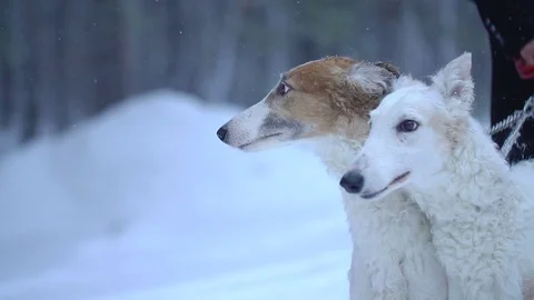 Two dogs Greyhounds winter forest Stock Footage 71942467