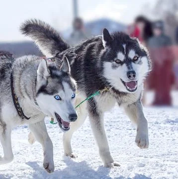 Two dogs in harness pulling a sleigh competitions Stock Photos