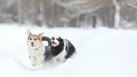 Two dogs have fun in winter Stock Footage 88275983