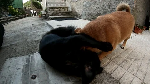 TWO DOGS HAVING FUN Stock Footage 93526258
