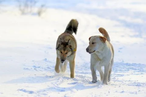 Two dogs having fun running in the snow 스톡 사진