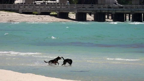 Two Dogs Having Fun in the Sea by the Sandy Beach Stock Footage 94522293