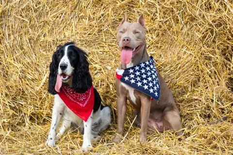 Two dogs at a haystack Stock Photos