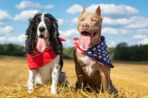 Two dogs at a haystack Stock Photos