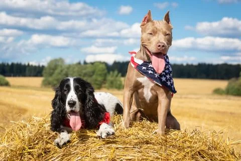 Two dogs at a haystack Stock Photos