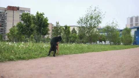 Two dogs on hind legs dancing in park Stockbeeldmateriaal 132458570