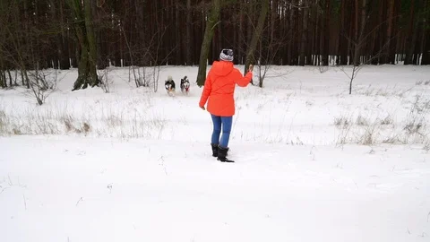 Two dogs of husky running through the snow to their landlady Stock Footage 88921401