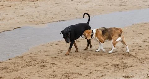 Two dogs interacting on a sandy beach by a shallow water stream Foto stock
