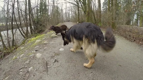Two dogs interacting on a trail Stock Footage 35928600