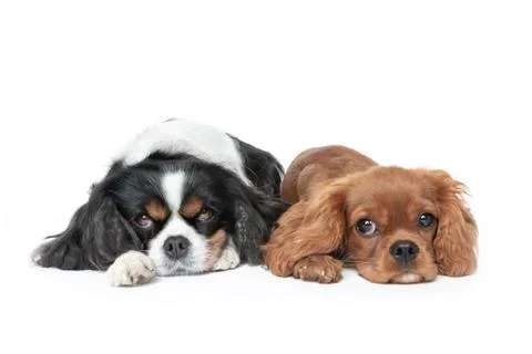Two dogs isolated on white Foto stock