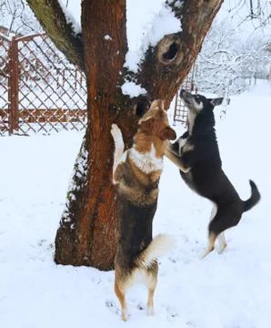 Two dogs jumping on a tree. Stock Photos