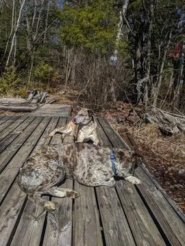 Two dogs lay on a sunny deck with a forest behind them Stock Photos