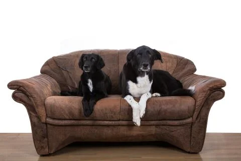 Two dogs lazy on a sofa Stock Photos