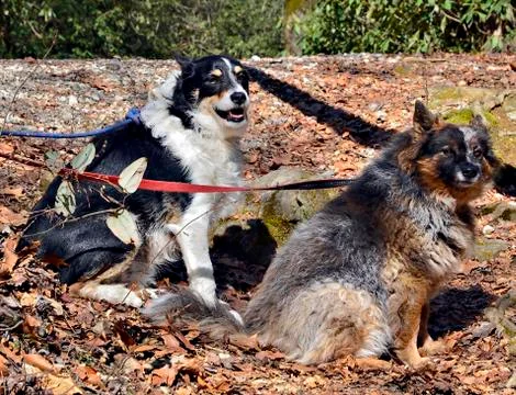 Two dogs on leashes Stock Photos