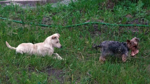 Two dogs lie on the grass, one of which has a bone Stock Footage 156230175