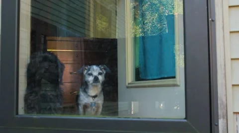 Two dogs look out window-POV outside Video stock 8652835