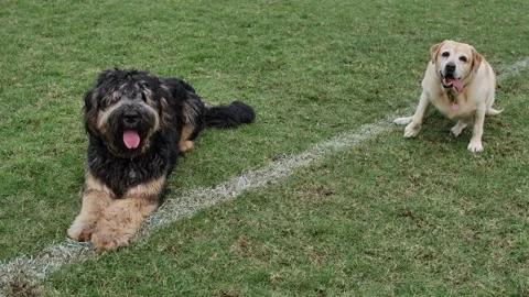 Two dogs look up waiting for a ball thrown slow motion 4K. Stock Footage 240972157