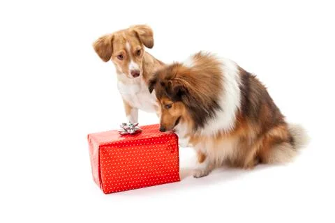 Two dogs looking at gift box Stock Photos