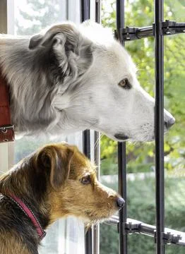 Two dogs looking out the window with curiosity. Happy pet concept Stock Photos