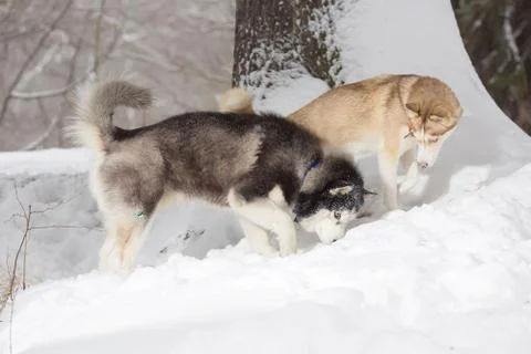 Two dogs looking in the snow. Stock Photos