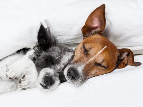 Two dogs in love Stock Photos
