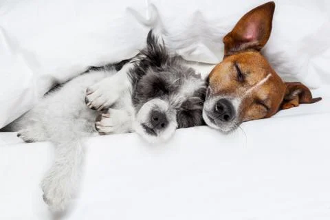 Two dogs in love Foto stock