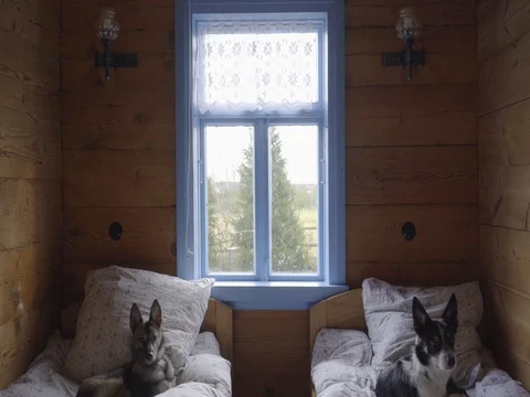 Two dogs lying on the bedding in old, country house Stock Footage 69714330