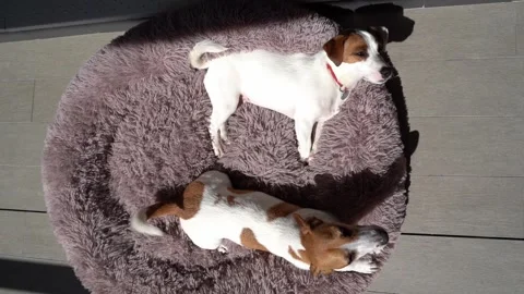 Two dogs lying down on soft pet bed looking up. Vídeo Stock 241729453
