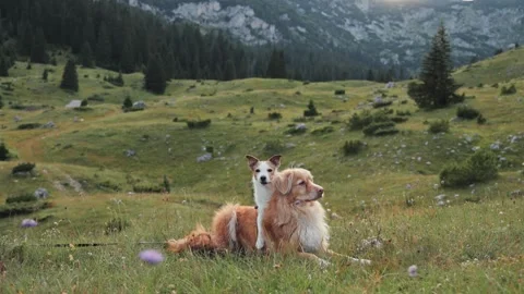 Two dogs lying in open mountain landscape Stock Footage 320442648