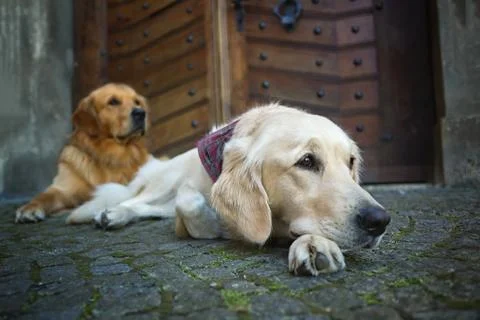 Two dogs lying Stock Photos