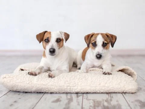 Two dogs lying on pillow Stock Photos