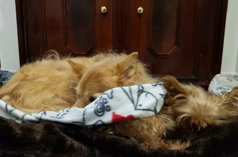 Two dogs lying side by side in the same bed Stock Photos