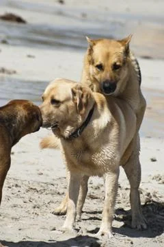 Two dogs mating. Stock Photos