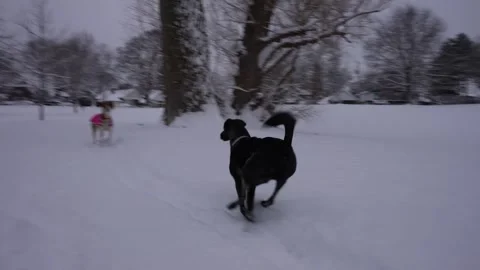 Two Dogs Meet Face to Face in Snow Stock Footage 305956746
