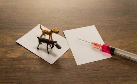 Two dogs model on white blank paper with one injection needle Stock Photos