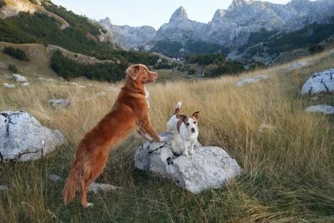 Two dogs in a mountainous terrain. The backdrop features rugged hills, rocks Stock Photos