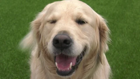 Two Dogs mugging to Camera Stock Footage