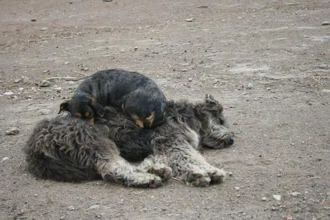 Two dogs napping on top of each other. Stock Photos