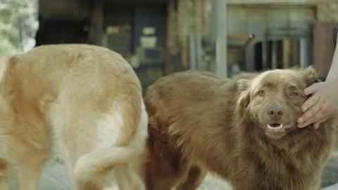 Two dogs next to a man Video stock 156559838