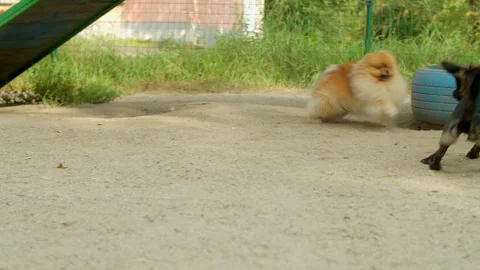 Two dogs, one chasing the other, they play on the playground at the doggie day Stock Footage 250414681